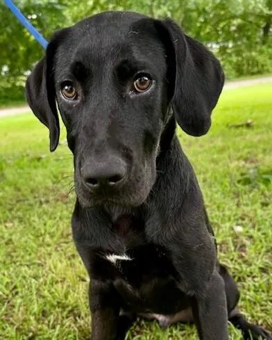 Pup Solace thumbnail 5