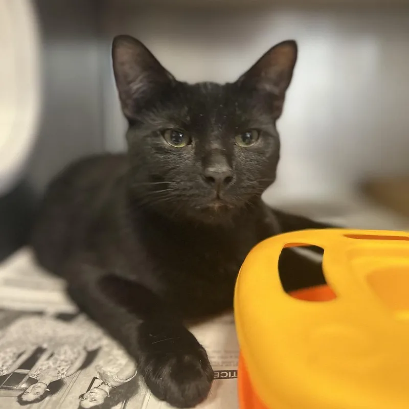 Meowchael thumbnail 2