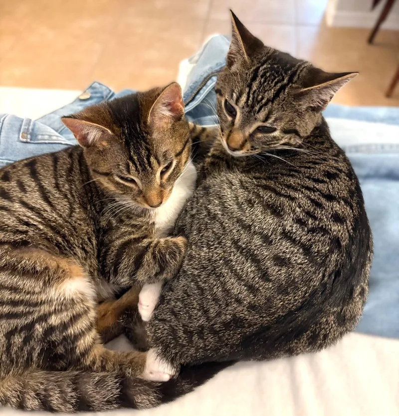 A young medium-sized male Tabby cat named Frito Bandito for adoption in Fort Myers, FL