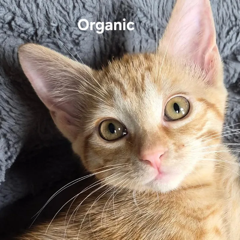 A baby small-sized female Orange / Red Domestic Short Hair cat named Organic for adoption in Matteson, IL