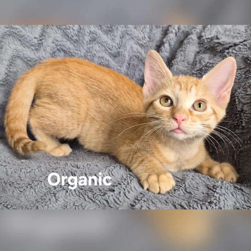 Organic thumbnail 2