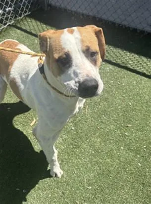 A young medium-sized female English Pointer dog named Gracie for adoption in Texas City, TX