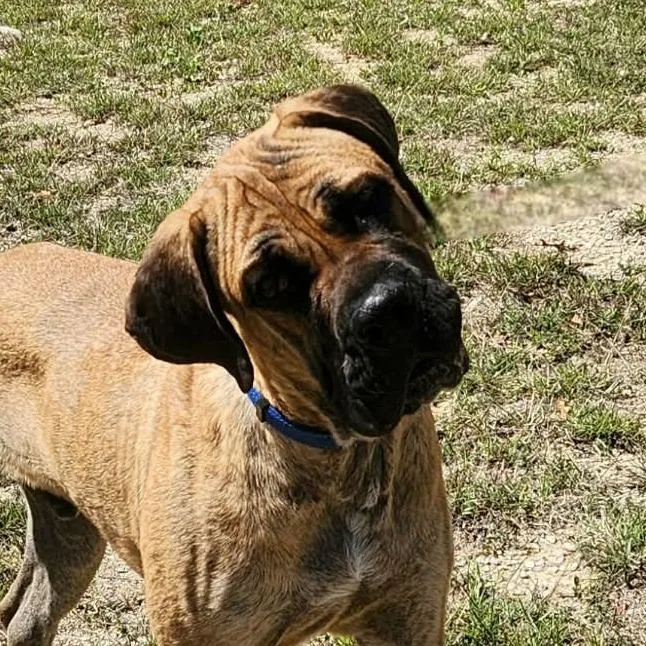 Ralph Bw thumbnail 6