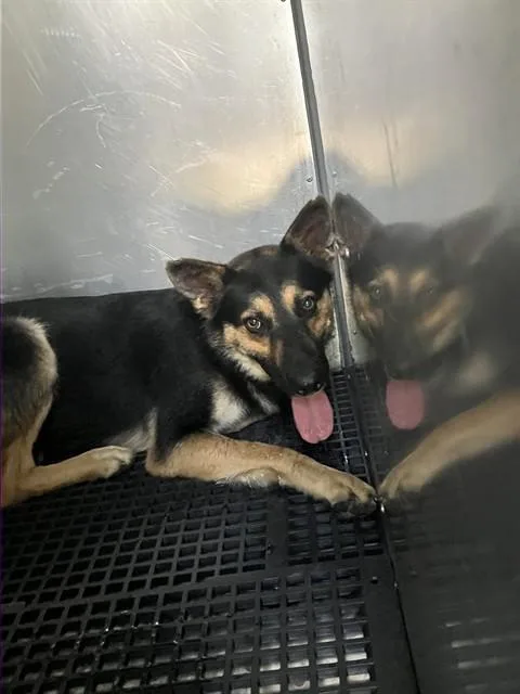 An adult large-sized male Mixed Breed dog named Oso for adoption in Dallas, TX