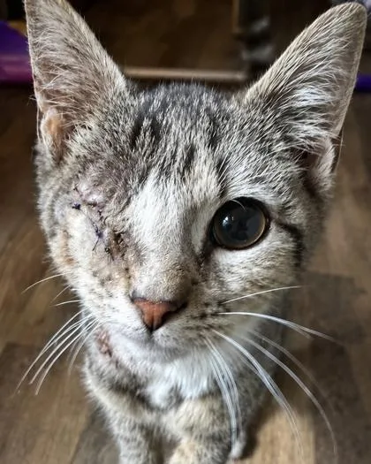 A young small-sized male Domestic Short Hair cat named Meouse for adoption in Lawrenceville, GA
