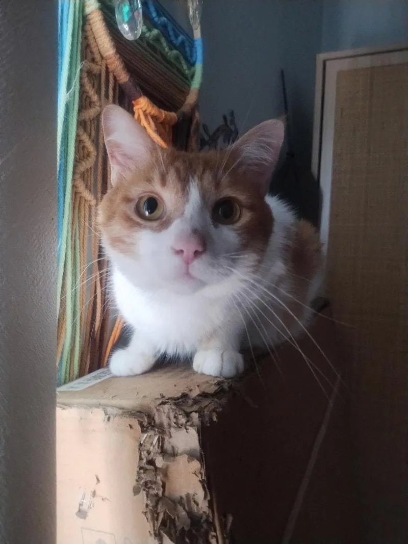 An adult medium-sized male Orange & White Domestic Short Hair cat named Noodle for adoption in Kalamazoo, MI