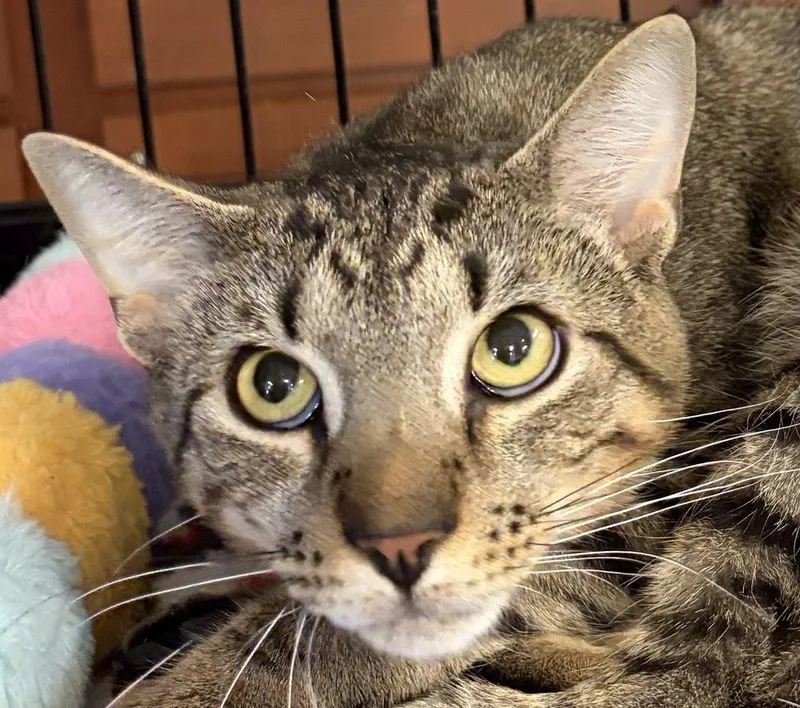 An adult large-sized male Domestic Short Hair cat named Myers for adoption in Southbury, CT