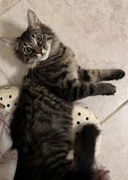A young small-sized male Domestic Medium Hair cat named Batman for adoption in Lawrenceville, GA