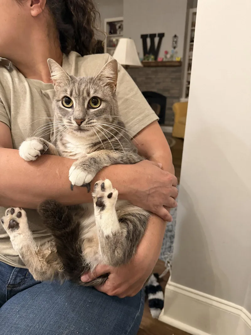 A young medium-sized female Domestic Short Hair cat named Finders Keepers for adoption in Camden, SC