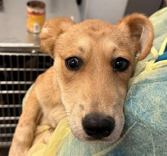 A baby small-sized female Carolina Dog dog named Marshmallow for adoption in Tucson, AZ