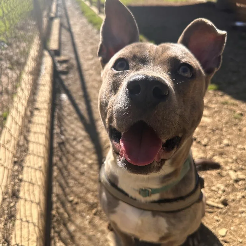 An adult medium-sized male Gray / Blue / Silver Mixed Breed dog named Roo for adoption in Blue Ridge, GA