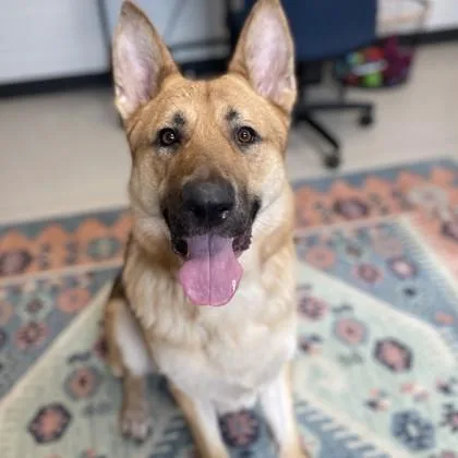 An adult large-sized male German Shepherd Dog dog named Kodi for adoption in Wheaton, IL