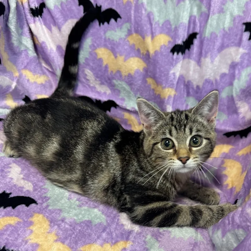 A baby small-sized female Domestic Short Hair cat named Sage for adoption in Kittanning, PA