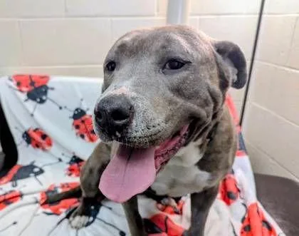 An adult large-sized female Brown / Chocolate Pit Bull Terrier dog named Melina for adoption in Williamsport, PA