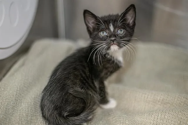 A baby small-sized female Domestic Short Hair cat named Rea for adoption in Charlotte, NC