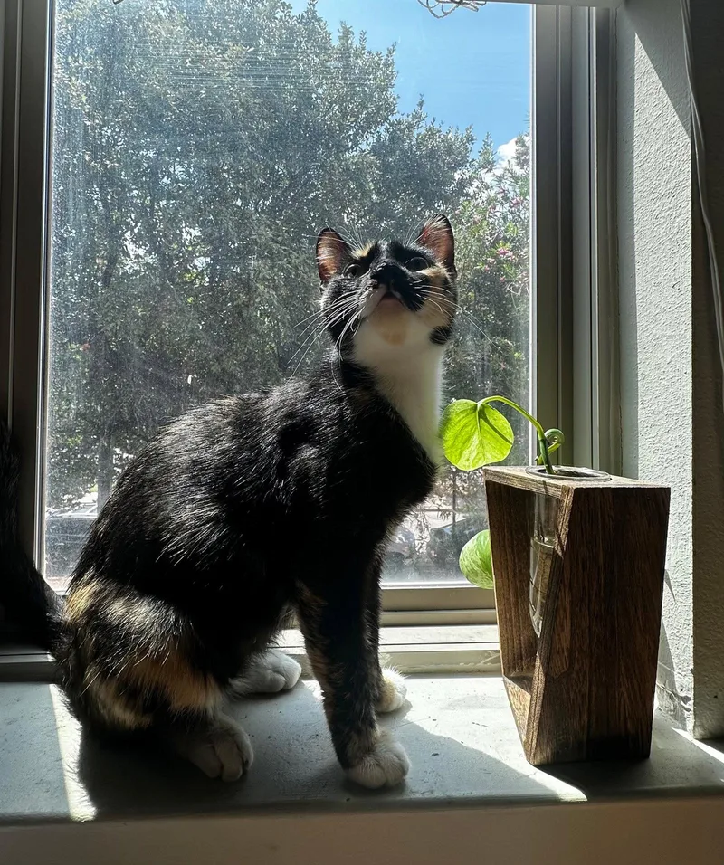 Xena A. Calico