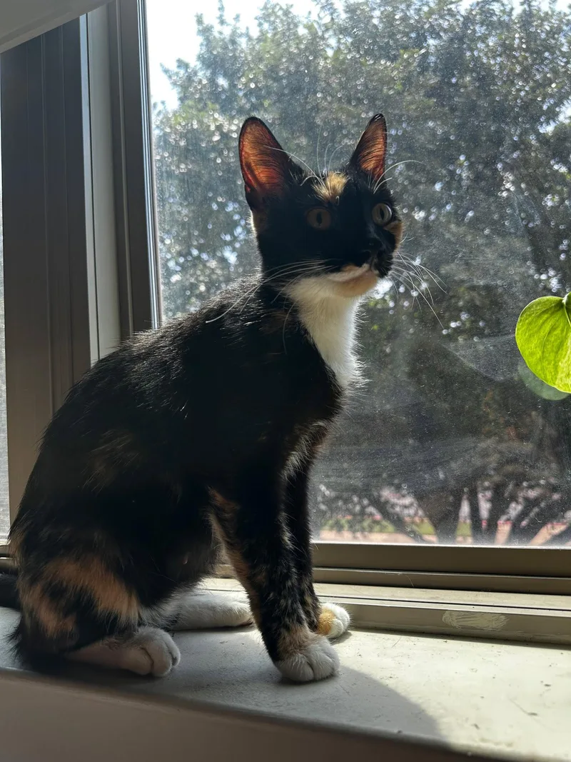 Xena A. Calico thumbnail 2