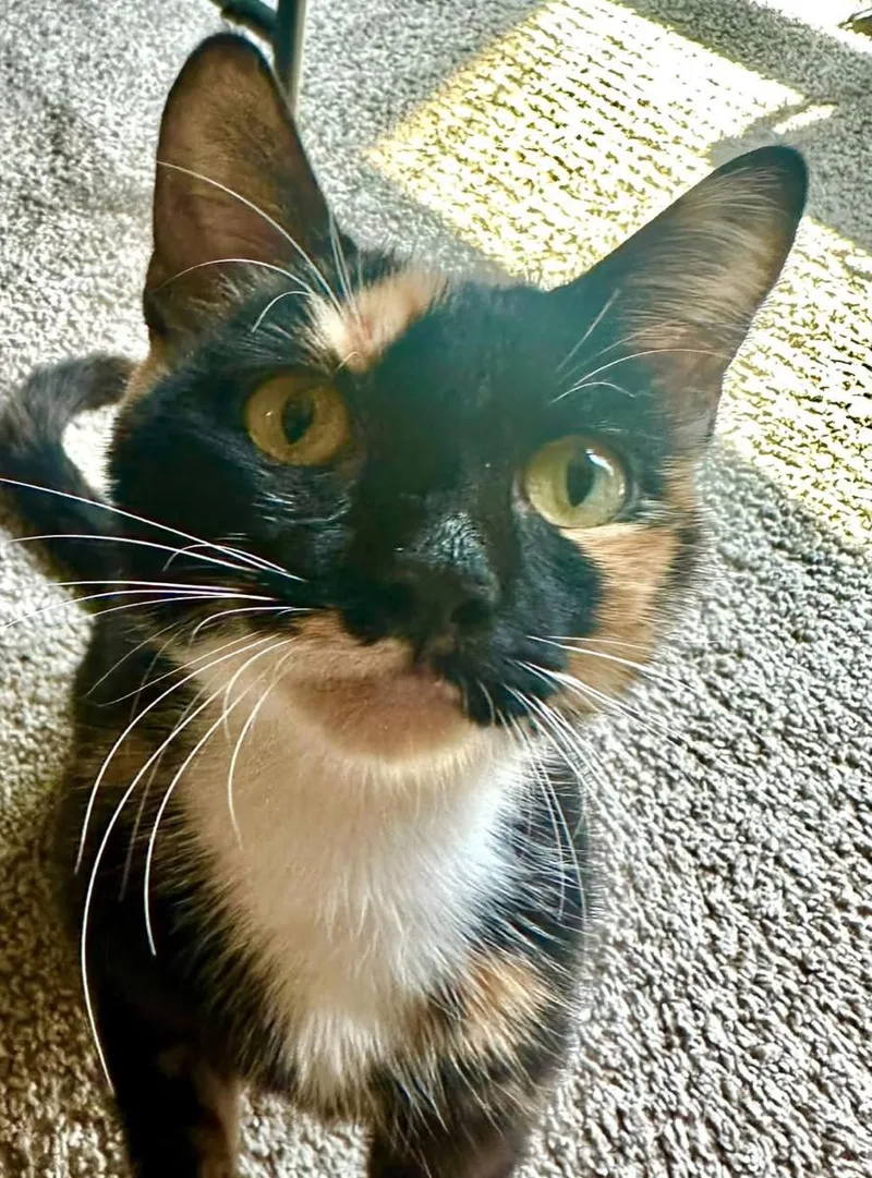 Xena A. Calico thumbnail 3