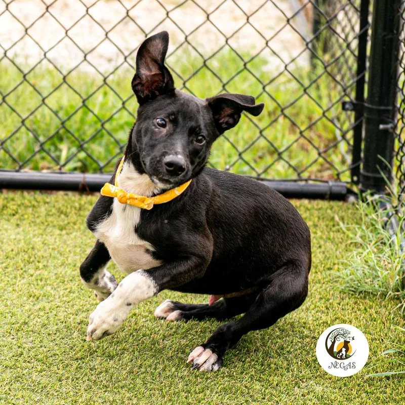 A baby medium-sized male Hound dog named Dax for adoption in Lavonia, GA