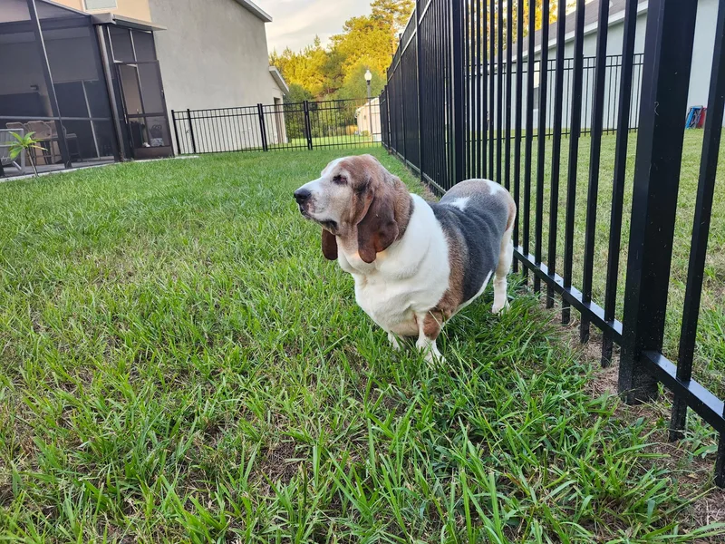 An adult medium-sized female Tricolor (Brown, Black, & White) Basset Hound dog named Luna for adoption in Auburndale, FL
