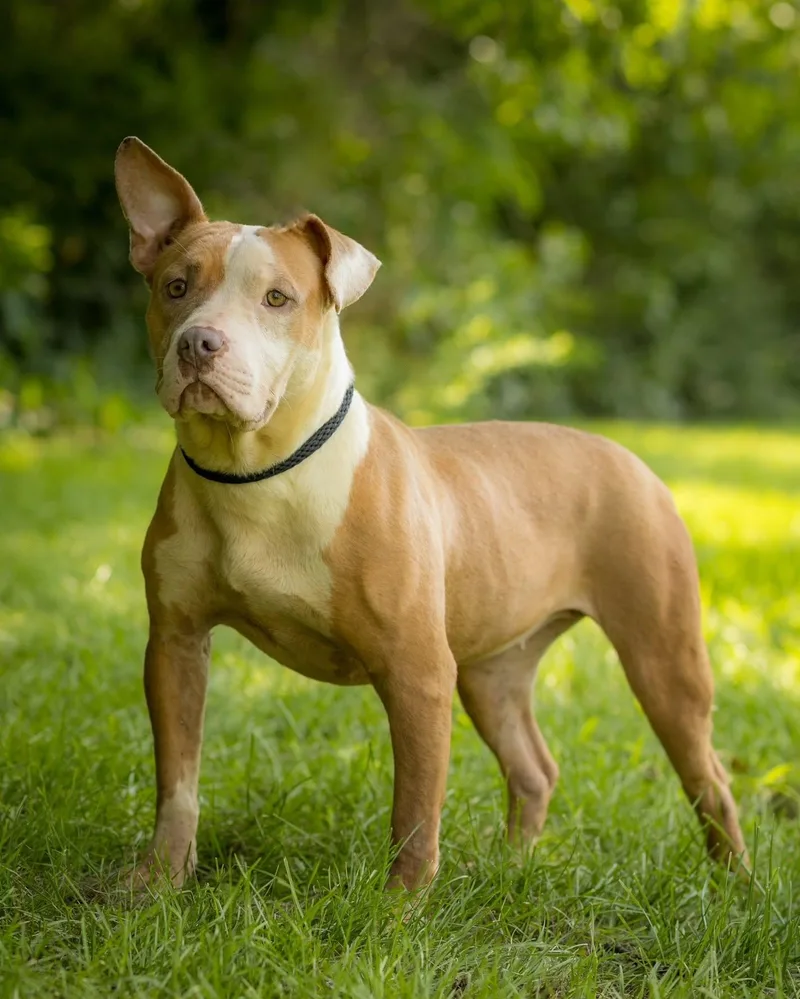 An adult medium-sized female Brown / Chocolate American Bully dog named Andromeda for adoption in Bridgeport, CT
