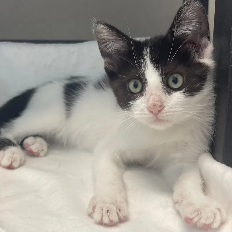 A baby small-sized male Black & White / Tuxedo Domestic Short Hair cat named Dax for adoption in New Philadelphia, OH