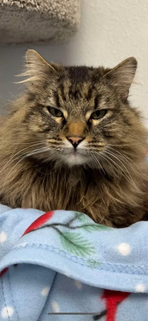 An adult large-sized male Maine Coon cat named Mowgli for adoption in Brookings, OR