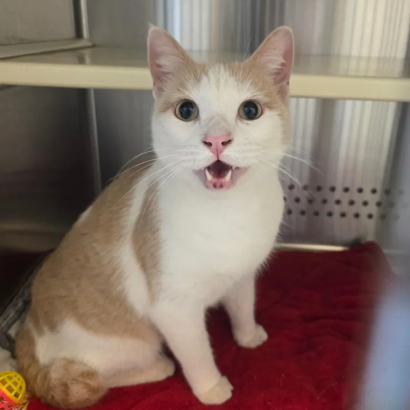 An adult medium-sized male American Bobtail cat named Willikers for adoption in Norman, OK