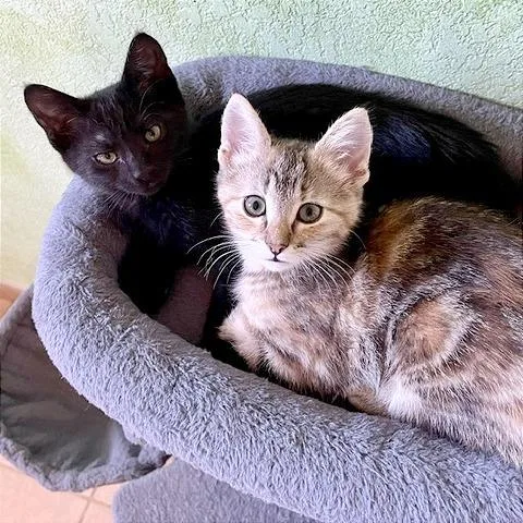 A baby small-sized female Black Domestic Short Hair cat named Driscoll for adoption in Pleasant Hill, CA