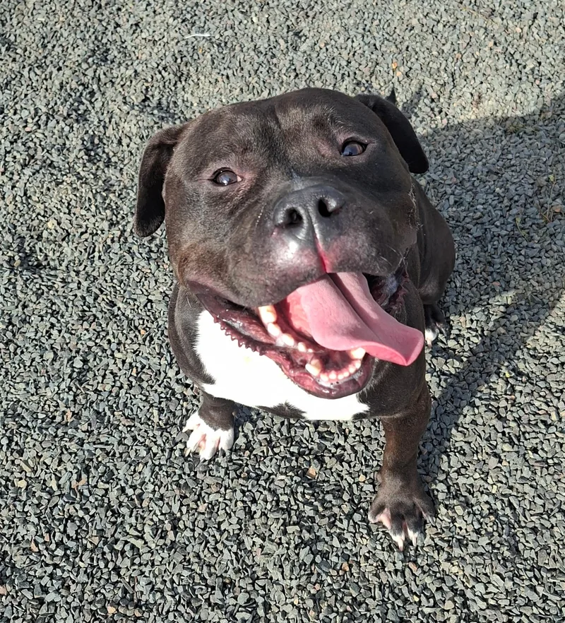 Meatball Marinara thumbnail 2