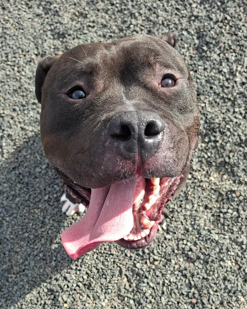 Meatball Marinara thumbnail 3