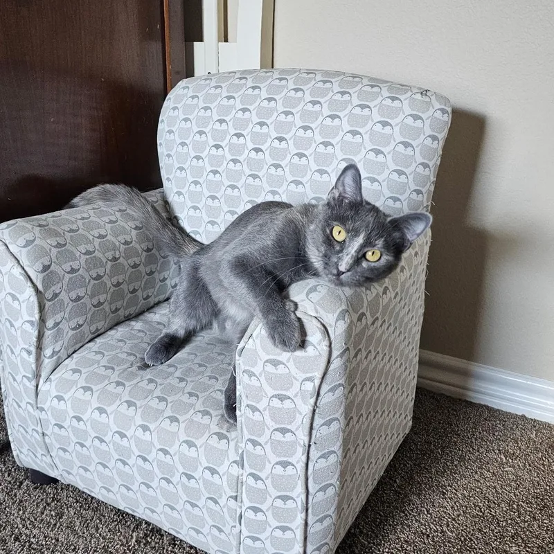A young medium-sized female Dilute Tortoiseshell Domestic Short Hair cat named Leilani for adoption in Fort Worth, TX