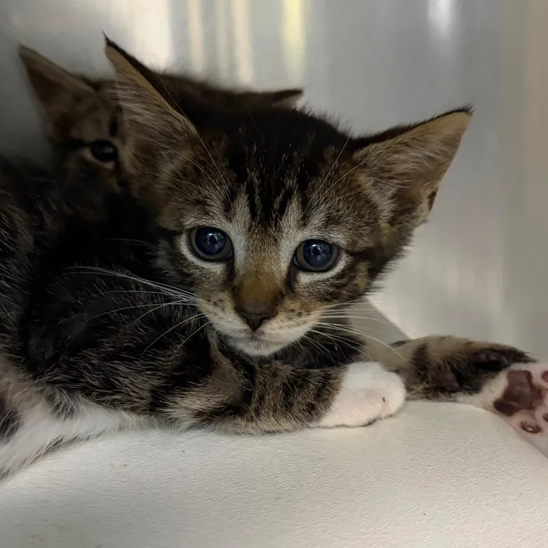 A baby small-sized male Brown / Chocolate Domestic Short Hair cat named Jellybean for adoption in Newark, NJ