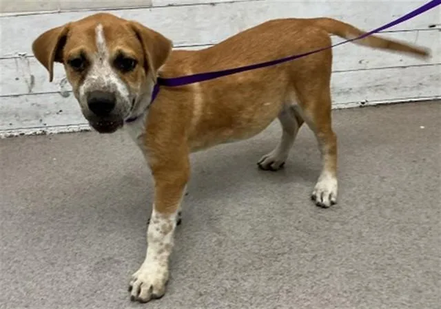 A baby small-sized male German Shepherd Dog dog named Roco for adoption in San Bernardino, CA