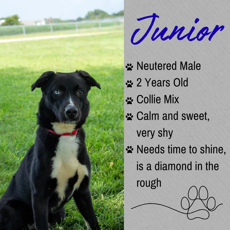 Junior