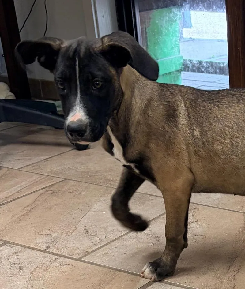 A baby medium-sized female Black Mouth Cur dog named Bessie for adoption in Batesville, AR