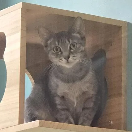 An adult medium-sized female Domestic Short Hair cat named Mazakeen for adoption in Janesville, WI
