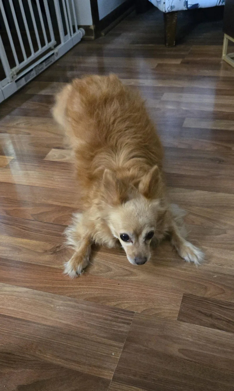 An adult small-sized female Chihuahua dog named Agnes for adoption in Council Bluffs, IA