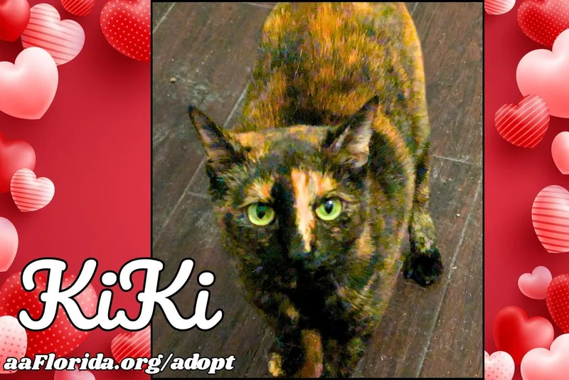 A young medium-sized female Domestic Short Hair cat named KiKi for adoption in Pensacola, FL