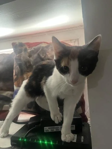 A baby small-sized female Domestic Short Hair cat named Crystal for adoption in Staten Island, NY