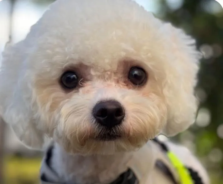 An adult small-sized female Bichon Frise dog named Bibi for adoption in San Ramon, CA