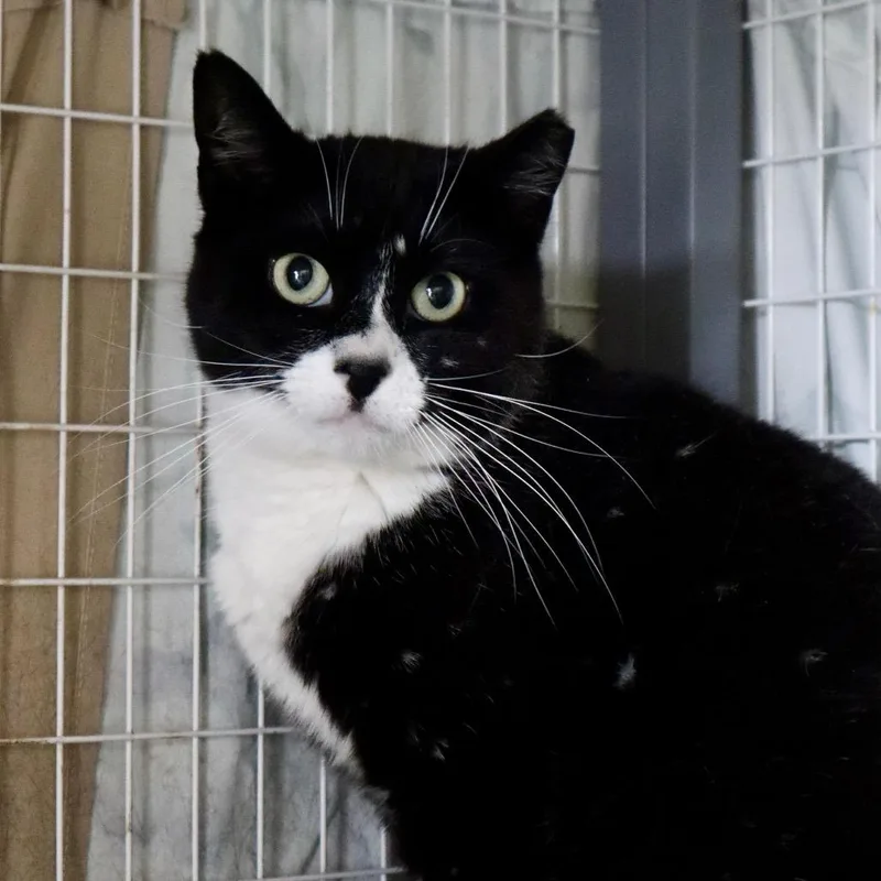 An adult small-sized female Black Domestic Short Hair cat named Galaxy for adoption in Middle Village, NY