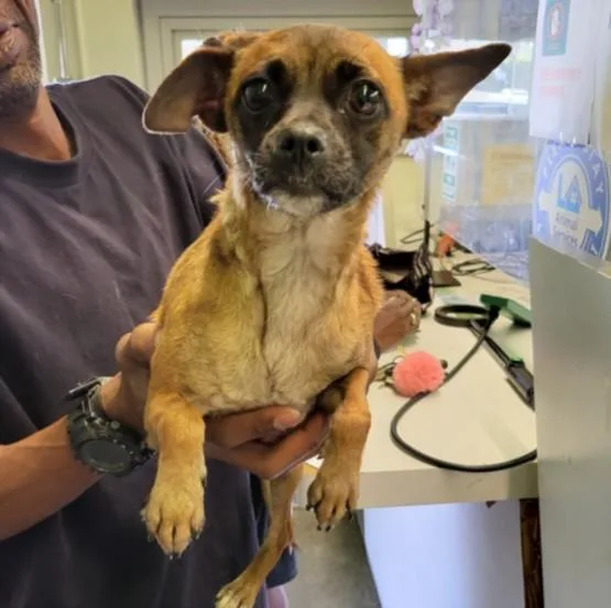 An adult small-sized female Chihuahua dog named Riri for adoption in Los Angeles, CA