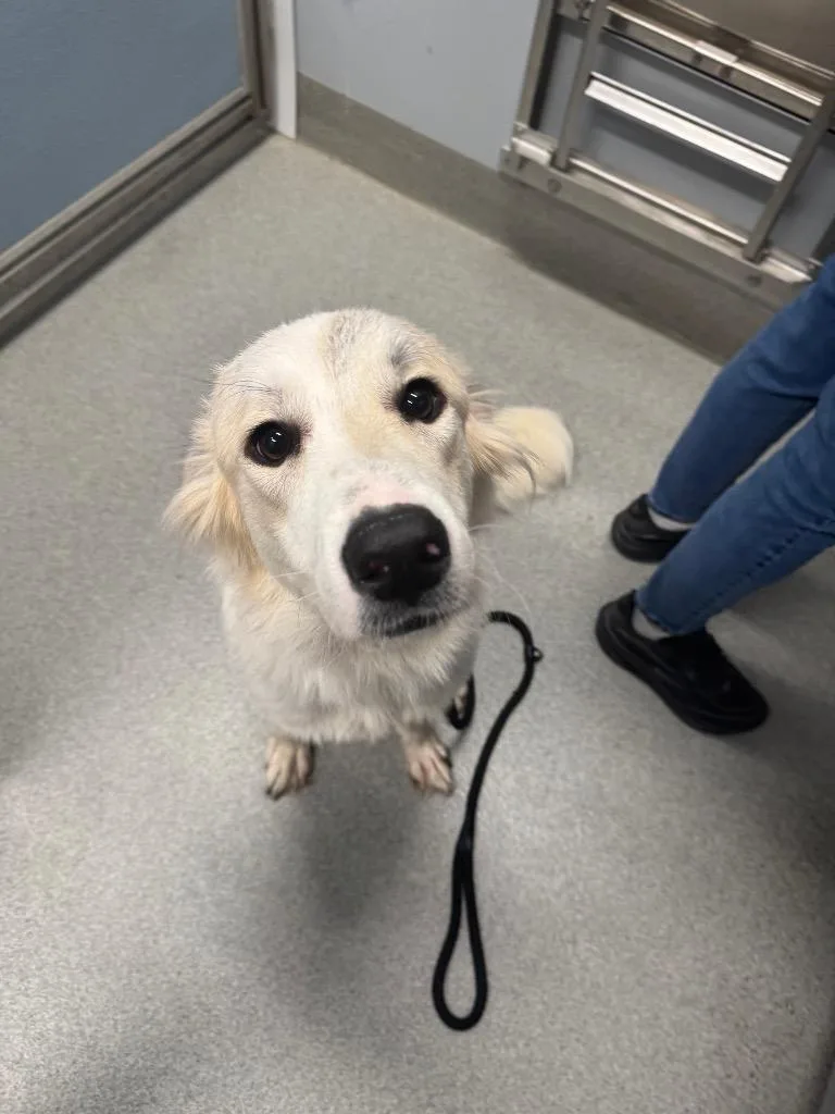 A baby large-sized female Anatolian Shepherd dog named Bunny for adoption in Bloomington, IN