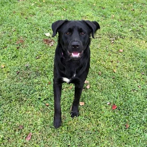 A young medium-sized male Black Labrador Retriever dog named Bat Man for adoption in Valdosta, GA