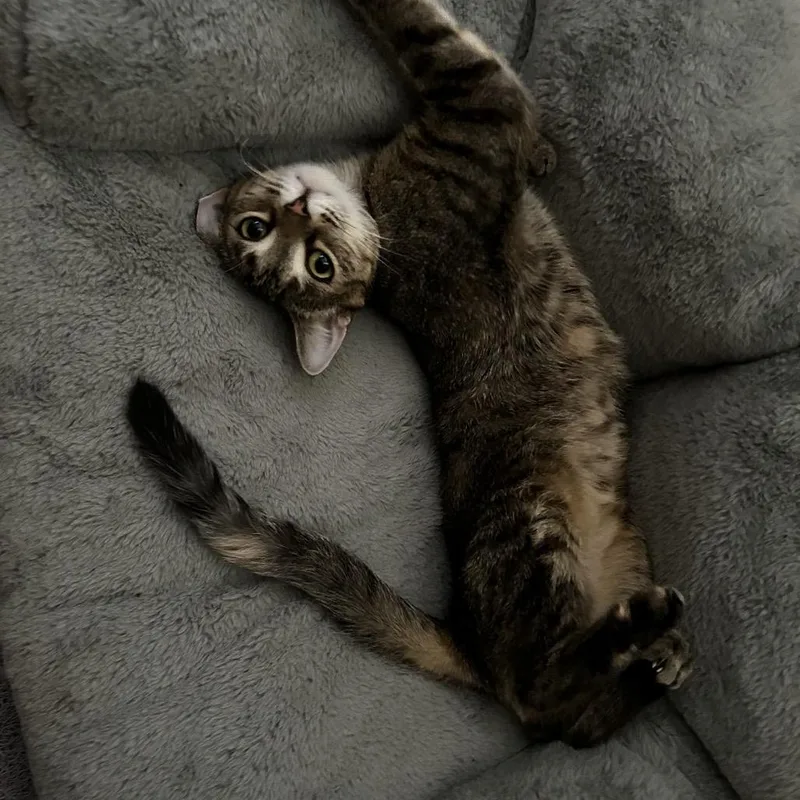 Microsoft thumbnail 4