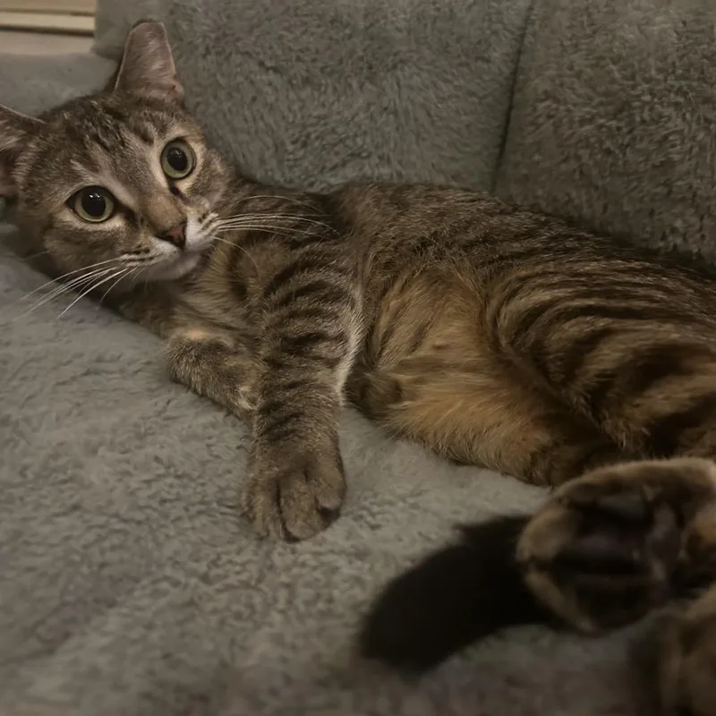 Microsoft thumbnail 5