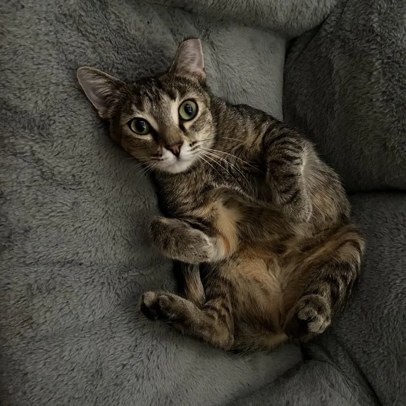 Microsoft thumbnail 6