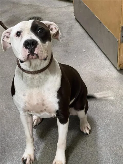 An adult large-sized female Terrier dog named Bella for adoption in Upper Marlboro, MD