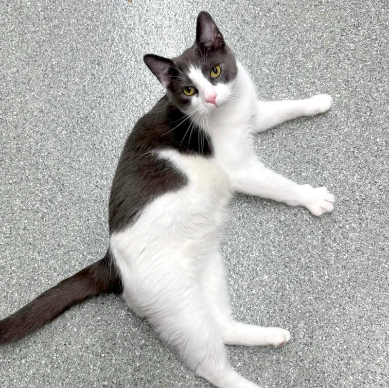 An adult large-sized male Domestic Short Hair cat named Trout for adoption in Pittsburgh, PA